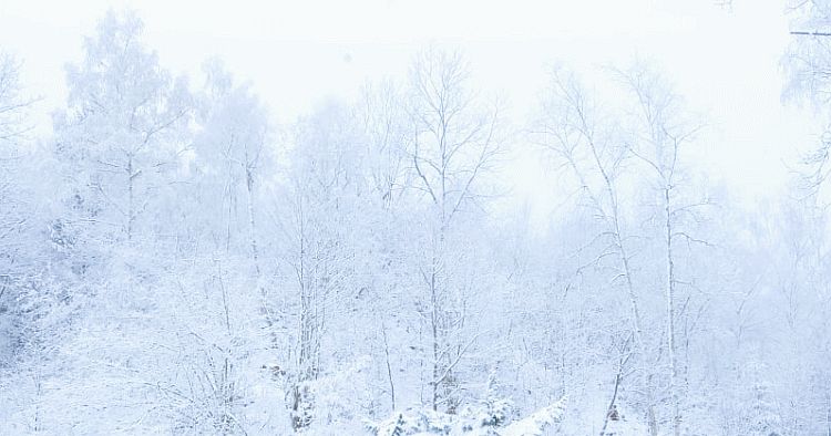 Wald im Schnee