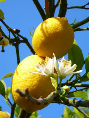 Ischia - Zitronen