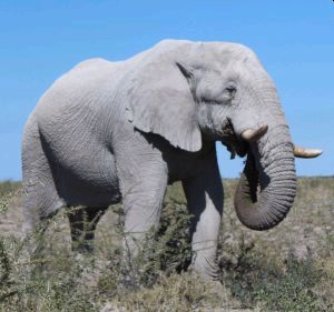 Namibia - Elefant