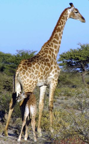 Namibia - Giraffe