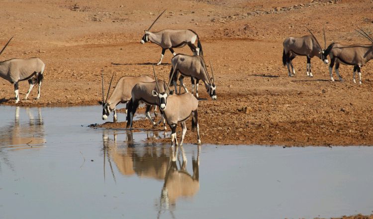 Namibia - Oryx-Gemsbock an Wassertränke