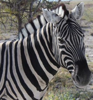 Namibia - Zebra