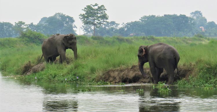 Chitwan - elephants of Sapana