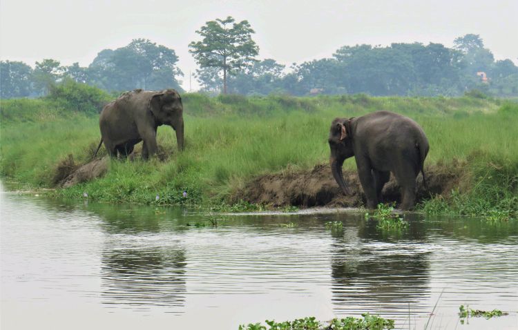 Nepal - Chitwan - Elephants of Sapana