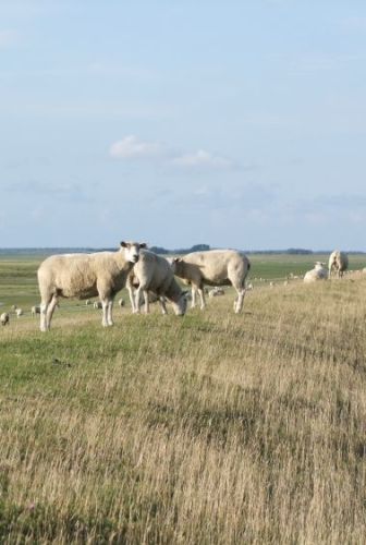 Umgebung - Schafe